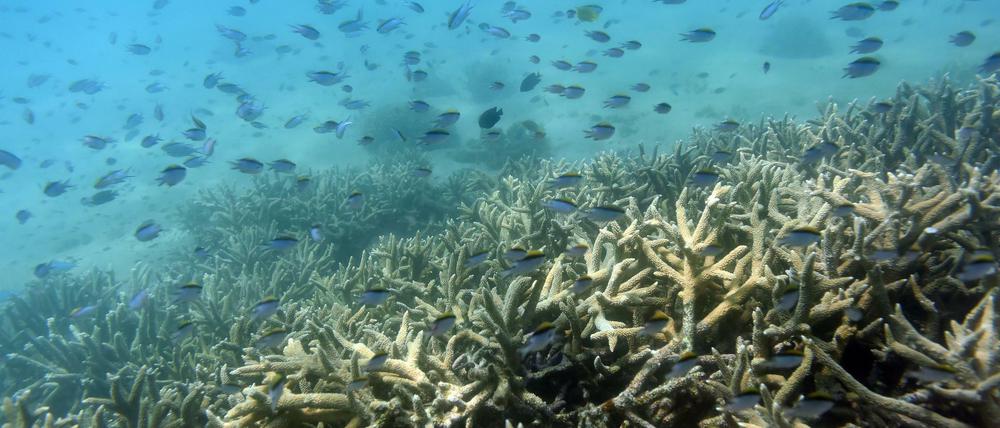 Tropische Fische schwimmen am Rand eines von Korallenbleiche betroffenen Korallenriffs am Great Keppel Island vor der Küste von Queensland (Australien).