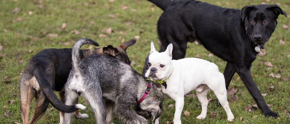 Hunde auf einer Hundewiese in Hamburg (Symbolbild).