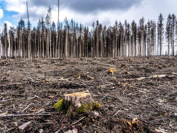 Fichtenwald, der auf Grund von starken Borkenkäfer Befalls abgestorben war und gefällt wurde.