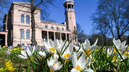 Krokusse blühen bei sonnigem Wetter und blauem Himmel auf einer Wiese im Park vor dem Schloss Biesdorf.