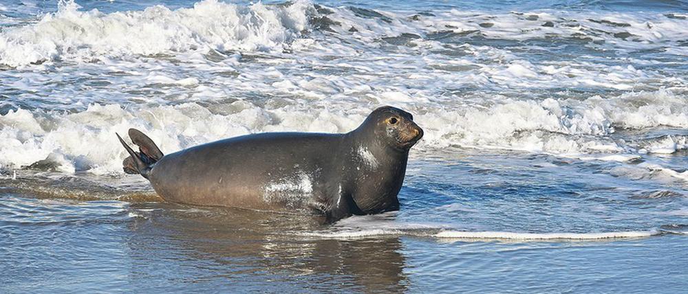 See-Elefanten-Weibchen treffen pünktlich zur Niederkunft am Heimatstrand ein.