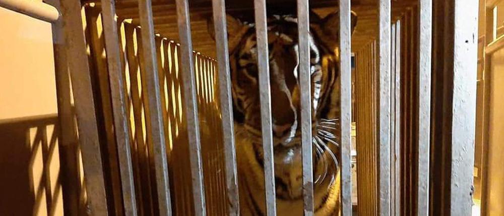 Dieses 17-jährige Tigerweibchen kam am 03.03.22 gemeinsam mit sechs Löwen und fünf weiteren Tigern aus einem Tierheim für misshandelte Tiere in der Nähe von Kiew in Polen an.