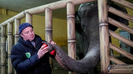 Zoodirektor Kirill Trantin füttert einen 17-jährigen Elefanten.