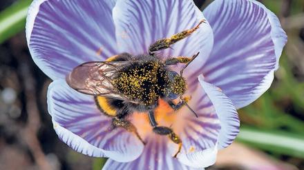 Die Queen: Alle Hummeln, die im frühen Frühjahr etwa auf Krokussen Nektar und Pollen sammeln, sind junge Königinnen, die gerade versuchen, eine Kolonie zu gründen. Je bessere Nistmöglichkeiten, je mehr Krokusse sie finden, desto besser die Chancen.
