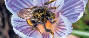 Die Queen: Alle Hummeln, die im frühen Frühjahr etwa auf Krokussen Nektar und Pollen sammeln, sind junge Königinnen, die gerade versuchen, eine Kolonie zu gründen. Je bessere Nistmöglichkeiten, je mehr Krokusse sie finden, desto besser die Chancen.