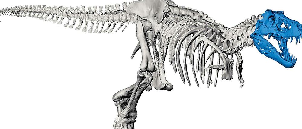 Digitaler Dino. Den Schädel eines T-Rex drucken TU-Wissenschaftler originalgetreu in 3D aus. Über die Frage, ob alle T. rexe wirklich Rexe sind, oder auch Reginas oder Imperatoren, zerbrechen sich andere ihre ganz realen Köpfe.