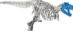 Digitaler Dino. Den Schädel eines T-Rex drucken TU-Wissenschaftler originalgetreu in 3D aus. Über die Frage, ob alle T. rexe wirklich Rexe sind, oder auch Reginas oder Imperatoren, zerbrechen sich andere ihre ganz realen Köpfe. 