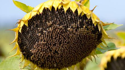 Die Ukraine ist weltgrößter Exporteur von Sonnenblumenöl.