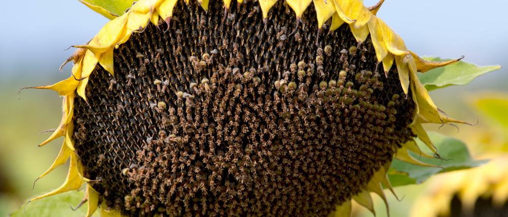 Die Ukraine ist weltgrößter Exporteur von Sonnenblumenöl.