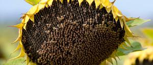 Die Ukraine ist weltgrößter Exporteur von Sonnenblumenöl.