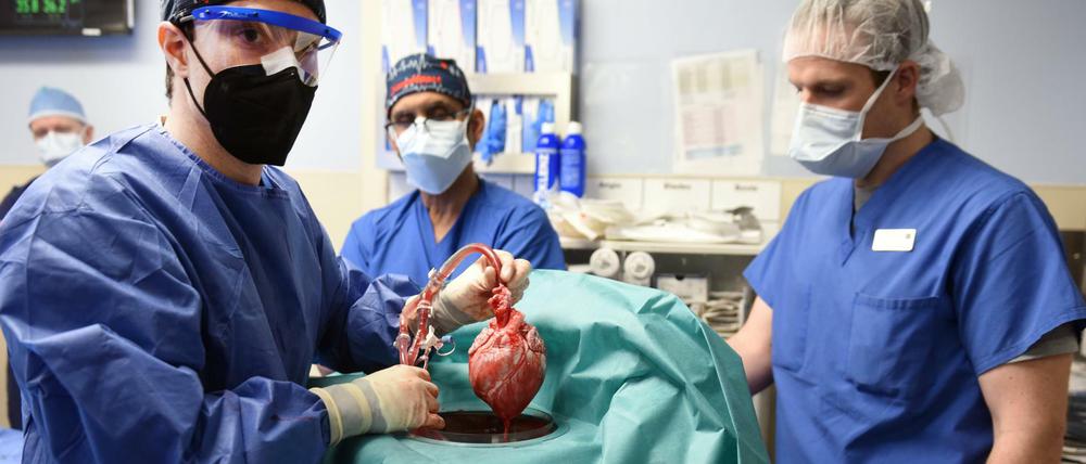 Ärzte hatten ein Schweineherz in einen menschlichen Patienten eingesetzt.