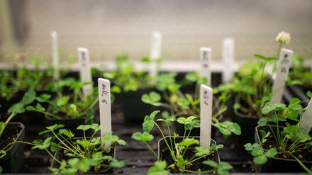 Weltweit sammelten Evolutionsbiologen, unter Leitung eines Teams der University of Toronto Mississauga, mehr als 110.000 Weißklee-Proben von 160 Orten aus aller Welt und zeigten so, dass die Art auf Umweltveränderungen in Großstädten mit evolutiver Anpassung reagiert. 