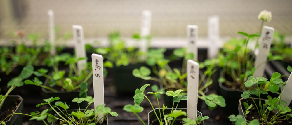 Weltweit sammelten Evolutionsbiologen, unter Leitung eines Teams der University of Toronto Mississauga, mehr als 110.000 Weißklee-Proben von 160 Orten aus aller Welt und zeigten so, dass die Art auf Umweltveränderungen in Großstädten mit evolutiver Anpassung reagiert. 