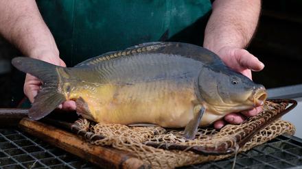 Der Karpfen ist der nachhaltigste Zuchtfisch, den man in Deutschland essen kann.