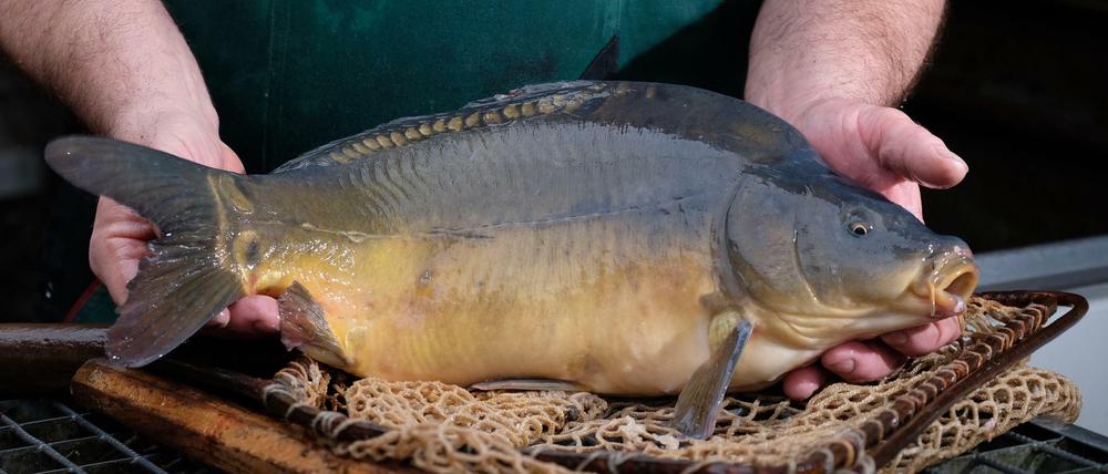 Der Karpfen ist der nachhaltigste Zuchtfisch, den man in Deutschland essen kann.