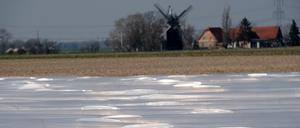Die Sachsen sind den Brandenburgern voraus: In Kyhna beginnt die Spargelernte bereits an diesem Freitag.