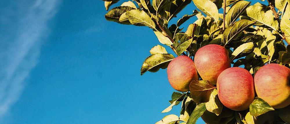 Pflücksfall. Größer, süßer, fester – Kulturapfelsorten haben eine lange Züchtungsgeschichte hinter sich. Ihreinneren Werte hat das wohl eher nicht verbessert.