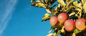 Pflücksfall. Größer, süßer, fester – Kulturapfelsorten haben eine lange Züchtungsgeschichte hinter sich. Ihreinneren Werte hat das wohl eher nicht verbessert.