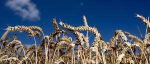 Wegen des Ukraine-Kriegs steigen die Weizenpreise. Das hat Folgen für die Lebensmittelpreise in Deutschland.