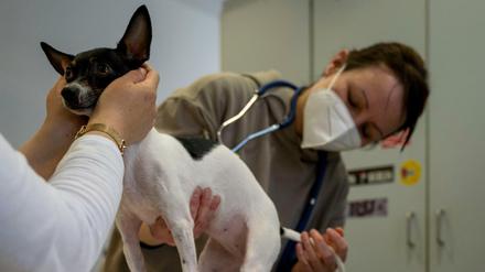 Tierärztin Karin Elisabeth Lason untersucht am Hauptterminal des ehemaligen Flughafens Berlin-Tegel den Hund Tessa, der mit seinen Besitzern aus der Ukraine geflohen ist. In den Räumen des alten Hauptterminals des Flughafens TXL ist in den vergangenen Wochen ein Ankunftszentrum für die ukrainischen Kriegsflüchtlinge entstanden.