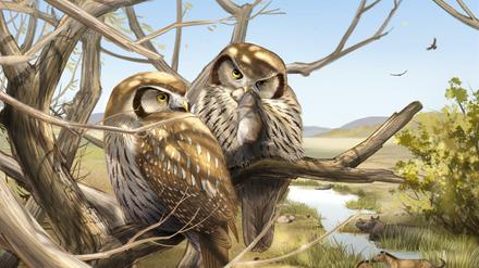 Die ausgestorbene Eulenart Miosurnia diurna hat schon im Miozän die Jagd am Tag dem Nachtleben vorgezogen, wohl in Anpassung an die savannenartige Umwelt.