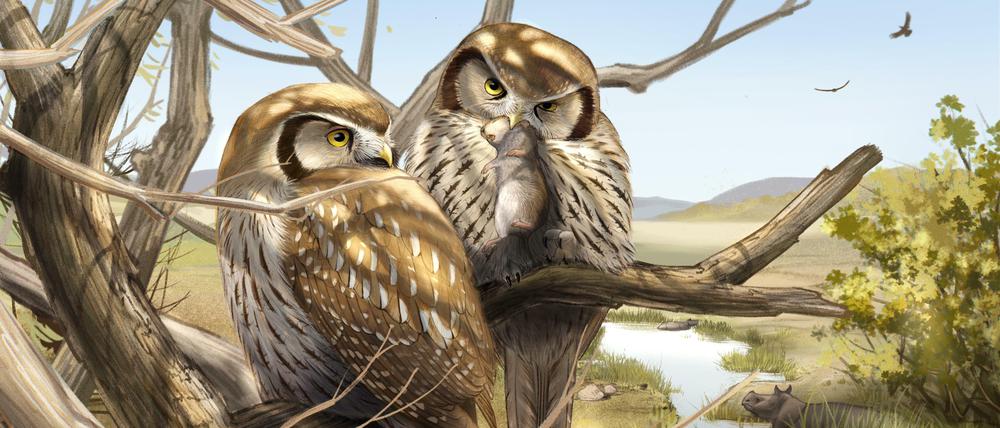 Die ausgestorbene Eulenart Miosurnia diurna hat schon im Miozän die Jagd am Tag dem Nachtleben vorgezogen, wohl in Anpassung an die savannenartige Umwelt.