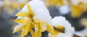 In weiten Teilen Deutschlands begann der April 2022 mit Schnee.