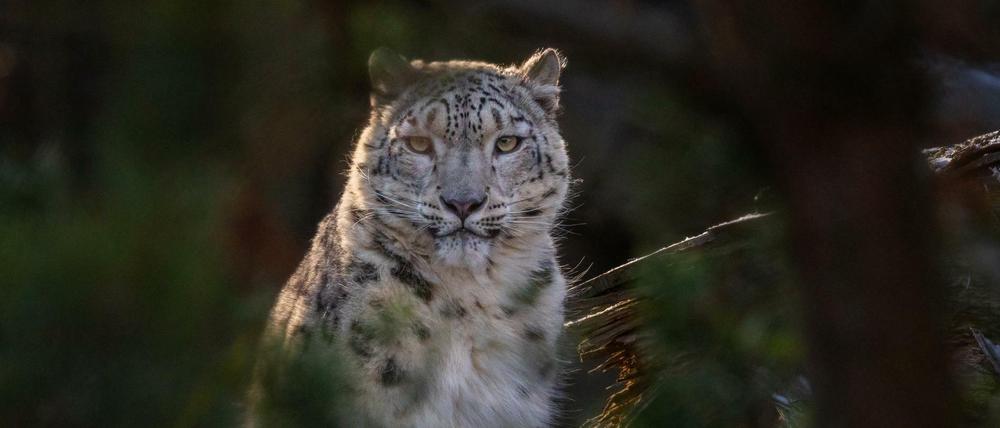 Die Schneeleopardin Layla im Tierpark Berlin.