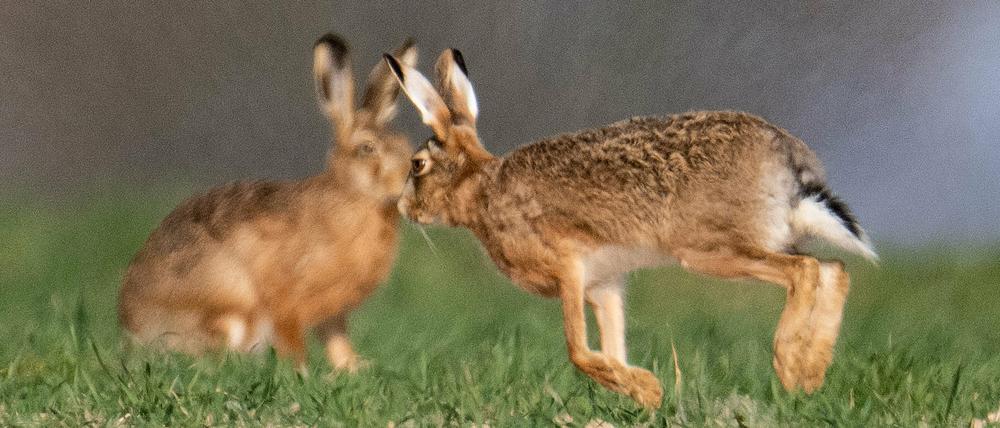 Ein Feldhase läuft über einen Acker bei Nieder-Erlenbach.