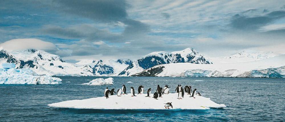 Den Pinguinen schmilzt das Eis unter den Füßen weg.