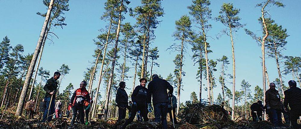 Neu gepflanzter Wald nimmt in der Wachstumsphase viel Kohlendioxid aus der Luft auf und speichert es als Biomasse.