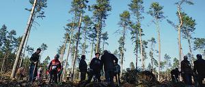 Neu gepflanzter Wald nimmt in der Wachstumsphase viel Kohlendioxid aus der Luft auf und speichert es als Biomasse.