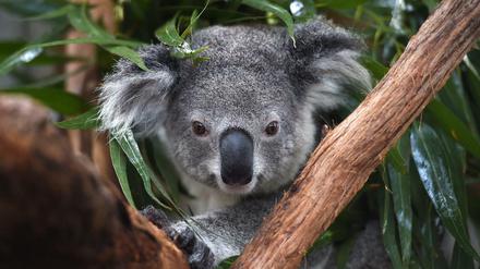 Während es in Australien im 18. Jahrhundert schätzungsweise zehn Millionen Koalas gab, liegt die Population nun bei unter 60 000.