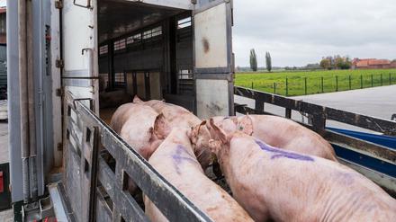 Schwein gehabt. Ein Tiertransporter im Landkreis Teltow-Fläming im Jahr 2017.
