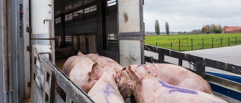 Schwein gehabt. Ein Tiertransporter im Landkreis Teltow-Fläming im Jahr 2017.