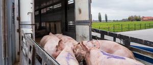 Schwein gehabt. Ein Tiertransporter im Landkreis Teltow-Fläming im Jahr 2017.