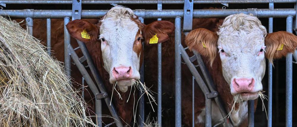 Tierfutter wird knapp und teuer. Die Preise haben sich verdreifacht.