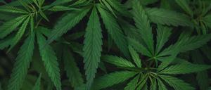 Bei dem Zufallsfund in Karow stellten die Polizeibeamten 73 Cannabispflanzen sicher.