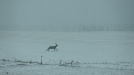 Hirsch im Harz