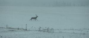 Hirsch im Harz