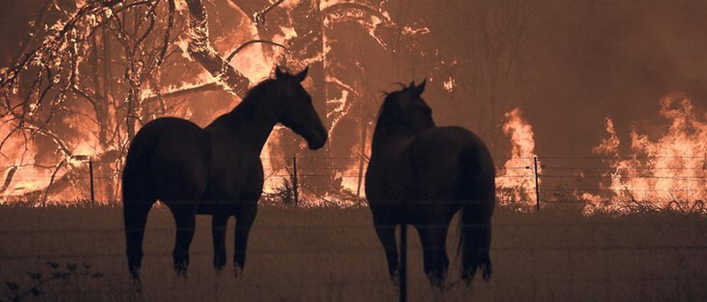 Buschfeuer in Australien, Heimat von Claire Thomas.