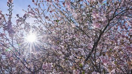 Die Sonne strahlt durch blühende Kirschbäume in den Gärten der Welt.