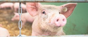 Gut gehalten? Dieses Schwein lebt auf einem Bio-Bauernhof, bevor es geschlachtet wird. 