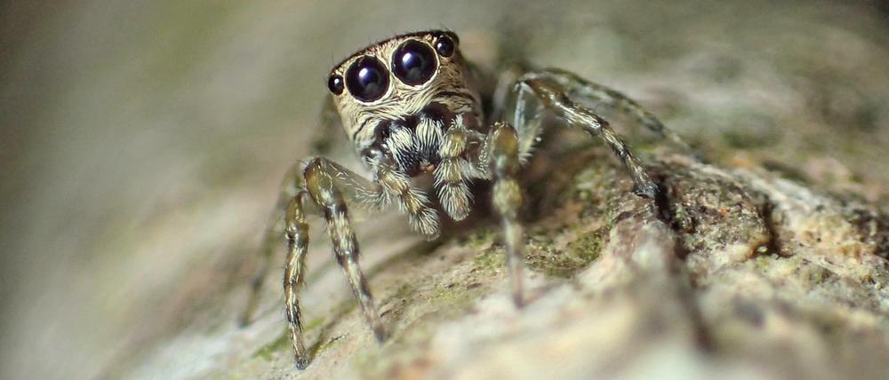 Die neu identifizierte Art Guriurius minuano aus Südamerika ist die 50.000. der Wissenschaft bekannte Spinnenspezies.