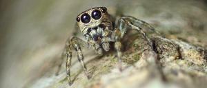 Die neu identifizierte Art Guriurius minuano aus Südamerika ist die 50.000. der Wissenschaft bekannte Spinnenspezies.