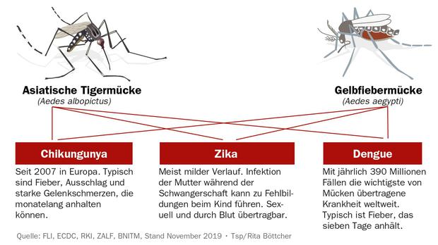 Infografik: Die Asiatische Tigermücke und die Gelbfiebemücke