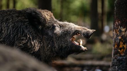 Der ungefähr 200kg schwere Schwarzwild-Keiler "Eberhofer" im oberfränkischen Wildpark.