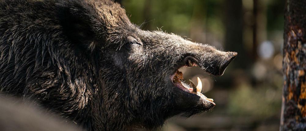 Der ungefähr 200kg schwere Schwarzwild-Keiler "Eberhofer" im oberfränkischen Wildpark.