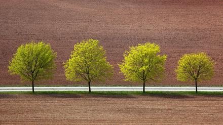 Frisches Grün am Feldrand.