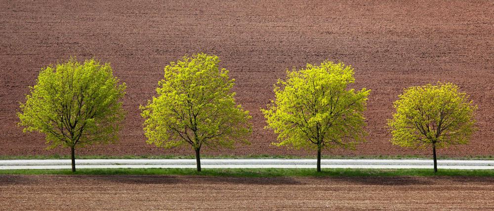 Frisches Grün am Feldrand.
